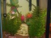 my new fish 004.jpg
