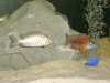 Jan 2008 fish 026.jpg