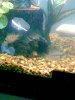 Firemouth 2.jpg