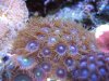 zoa05.jpg zoa05.jpg