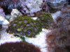 zoa03.jpg zoa03.jpg