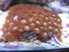 zoa02.jpg zoa02.jpg