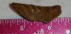 ceratodus tooth.jpg