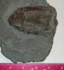 Bothriolepis lateral.jpg