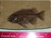 Phareodus encaustus.jpg