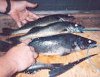 20050124_bluepike.jpg