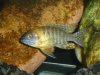 Fish 009.jpg