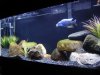 55 Gal6.jpg