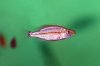 dimidiochromis_compressiceps_2x.jpg