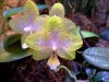 orchid.jpg orchid.jpg