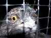 frogmouth.jpg frogmouth.jpg