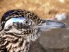 roadrunner.jpg roadrunner.jpg