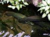 aramapia.jpg