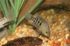 greentexas3-23-06fish 039.jpg