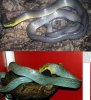 snakey.JPG