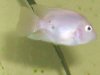my new fish 002.jpg