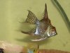 my new fish 005.jpg