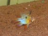 my new fish 004.jpg