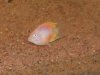 my new fish 003.jpg