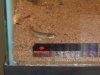 my new fish 001.jpg