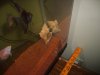 my new fish 010.jpg