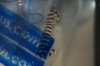Zebra Mantis4.JPG