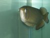 boat and fish 046.JPG