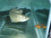 boat and fish 050.JPG