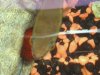 snakehead 004.JPG
