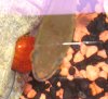 snakehead 005.JPG