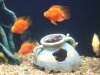 my new fish 002.JPG