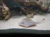 our fish 005.JPG