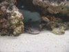 our fish 007.JPG