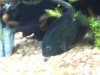 fish 003.JPG