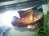 jordans fish=) 005.JPG