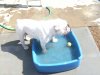 buggy ollie 010.JPG