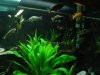 Waiting for the Feeding Frenzy.JPG