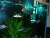 Waiting for the Feeding Frenzy3.JPG