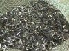 07_minnows.jpg