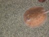 zoo 026.JPG