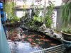 IMG_2696 Koi Show Pieces.JPG
