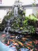 IMG_2697 Koi Section.JPG