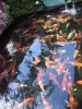 IMG_2582 Koi Section.JPG