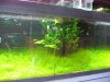 IMG_2575 Planted Tank.JPG