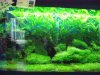 IMG_2579 Planted Tanks.JPG