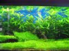 IMG_2580 Planted Tanks.JPG