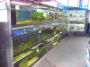 IMG_2690 Water Plants2.JPG