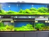 IMG_2694 Water Plants.JPG