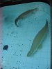 IMG_2698 Arapaima.JPG
