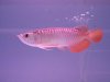 IMG_2585 Arowana Red Tail.JPG